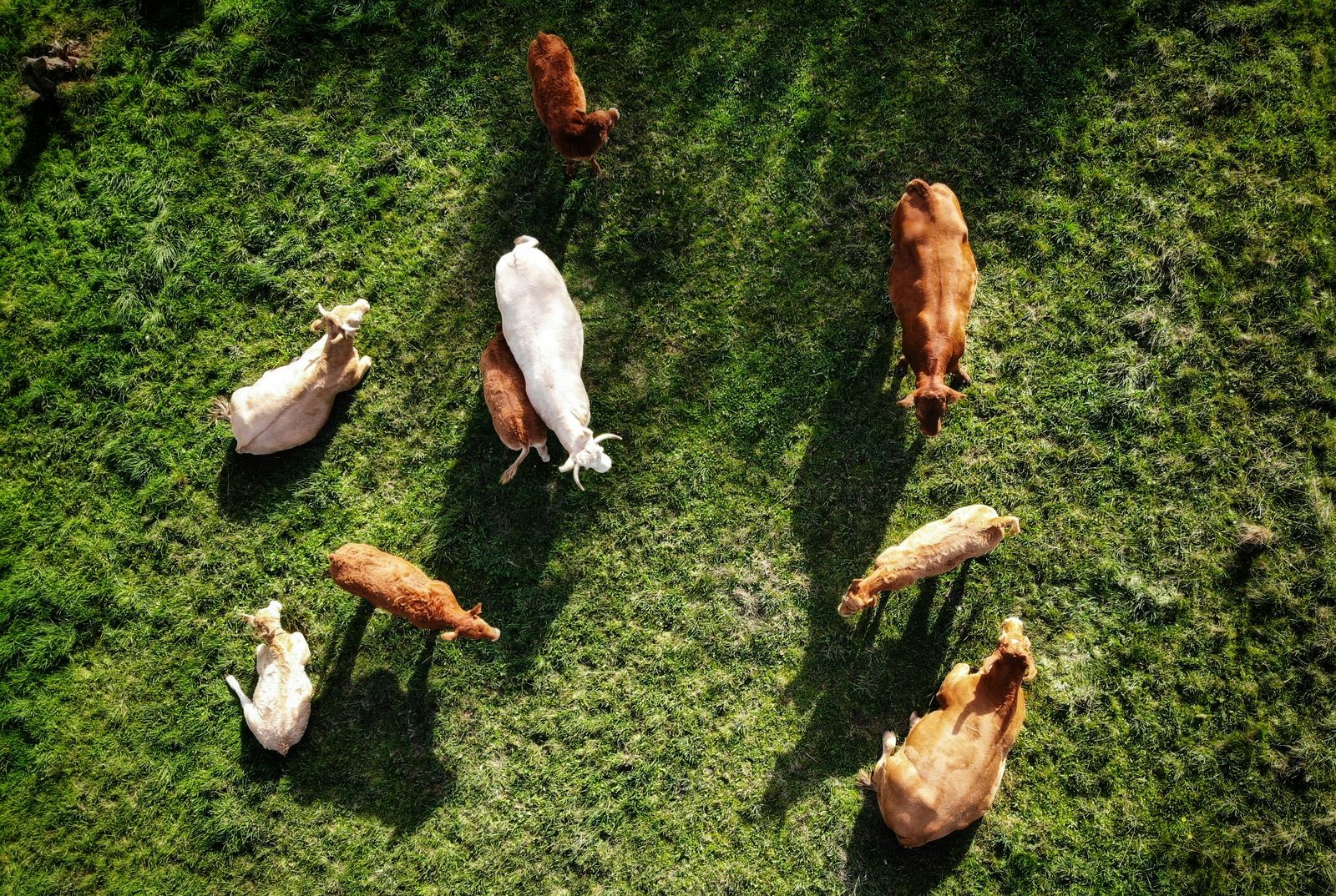 Aerial view of cattle grazing on a farm