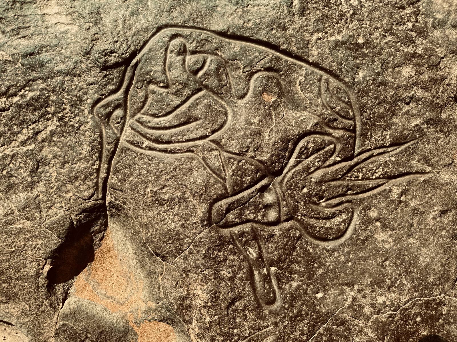 Prehistoric engraving of a rhinoceros on cave rock, Grotte Chauvet, France