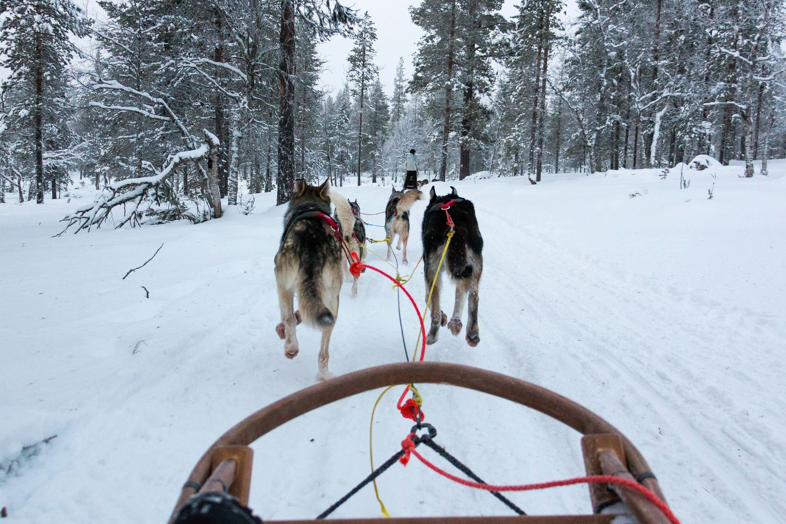 A dog sled team running through a snowy forest