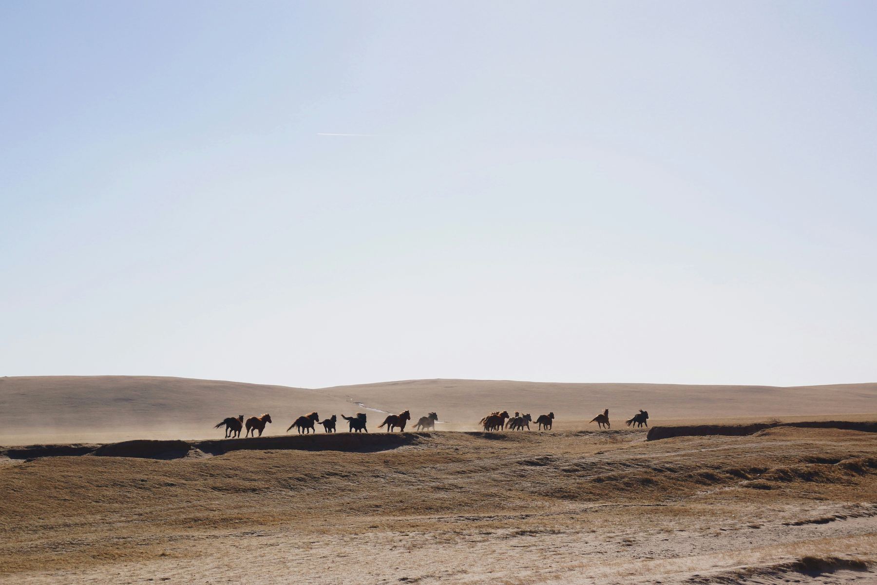 A herd of wild horses running across open grassland